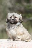 LHASSA APSO 065